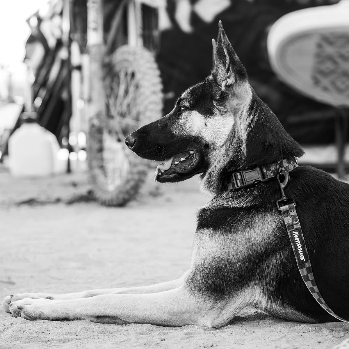 Fasthouse Clifford Dog Collar - Checkers